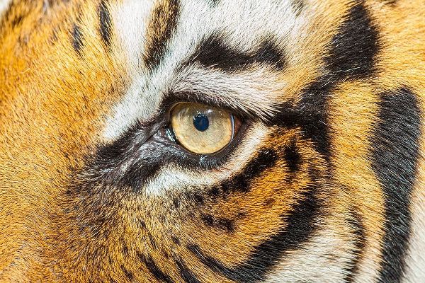 The beautiful eyes of the Malayan tiger